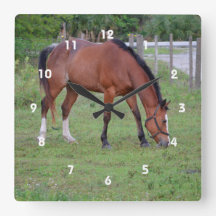 茶色と白の馬の放牧ウマ科の動物