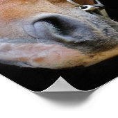 茶色と白の馬 ポスター (角)