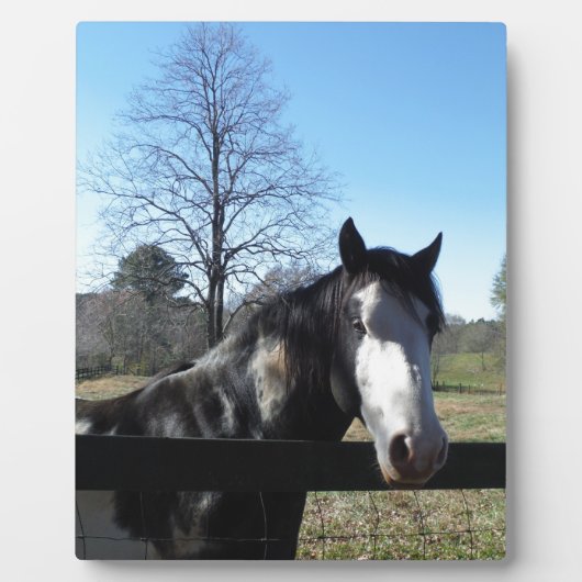 茶色と白、ペイントされた馬、明るい青空 フォトプラーク (正面)