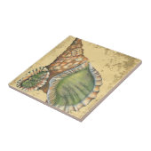 茶色と緑の貝殻 タイル (側面)