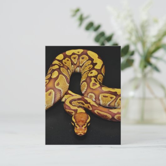茶色と金ゴールドBall Python ポストカード (スタンド正面)