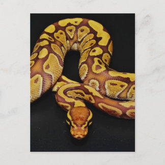 茶色と金ゴールドBall Python ポストカード