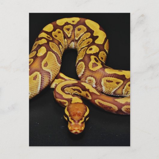 茶色と金ゴールドBall Python ポストカード (正面)