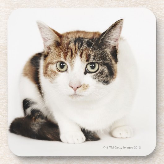 茶色のぶち猫のポートレート コースター (正面)
