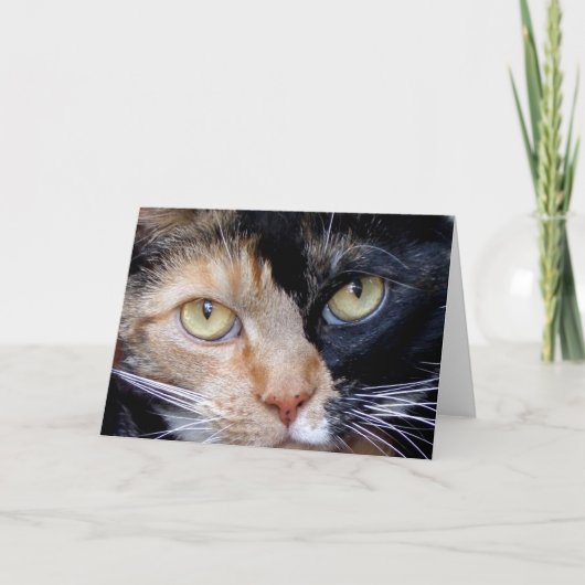 茶色のぶち猫の挨拶状 カード (正面)