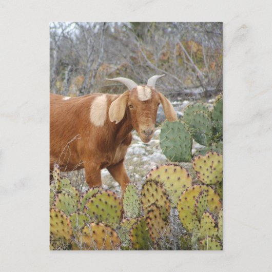 茶色のまだらヤギ ポストカード (正面)