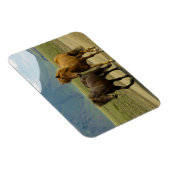 茶色のアイスランドのポニー マグネット (右側)