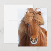 茶色のアイスランド馬の肖像画 ポストカード (正面/裏面)