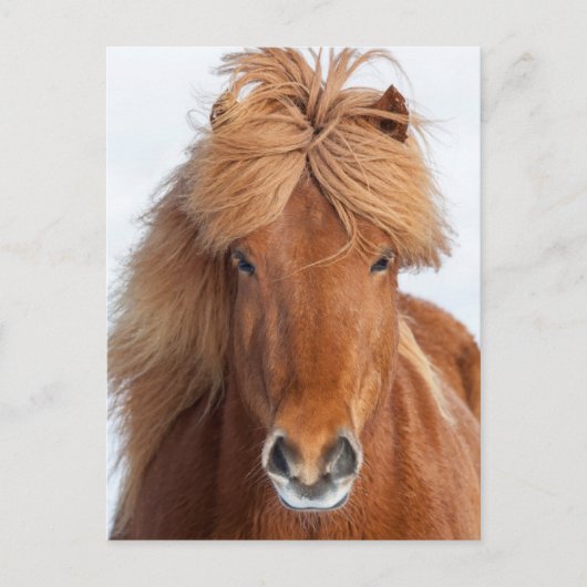 茶色のアイスランド馬の肖像画 ポストカード (正面)
