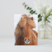 茶色のアイスランド馬の肖像画 ポストカード (スタンド正面)