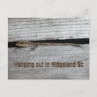 茶色のアノール葉書 ポストカード