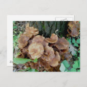 茶色のキノコのコロニー葉書 ポストカード (正面/裏面)