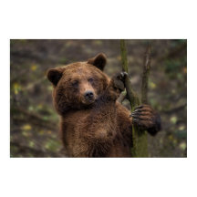 茶色のクマすべての手と爪