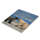 茶色のクマ、白熊、遊ビーチの上に タイル (側面)