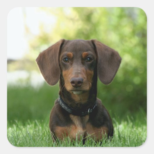 茶色のダシュント子犬 スクエアシール (正面)