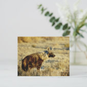 茶色のハイエナの野生のポストカード ポストカード (スタンド正面)