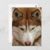 茶色のハスキー葉書 ポストカード (正面/裏面)