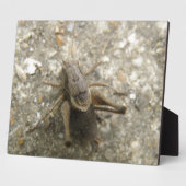 茶色のフィールドクリケットのプラーク フォトプラーク (側面)