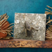 茶色のフィールドクリケットのプラーク フォトプラーク (側面)