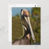 茶色のペリカンポストカード ポストカード (正面/裏面)