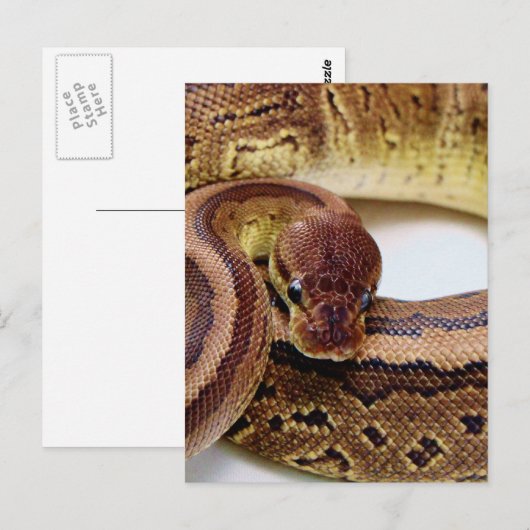 茶色のボールPython休息 ポストカード (正面/裏面)