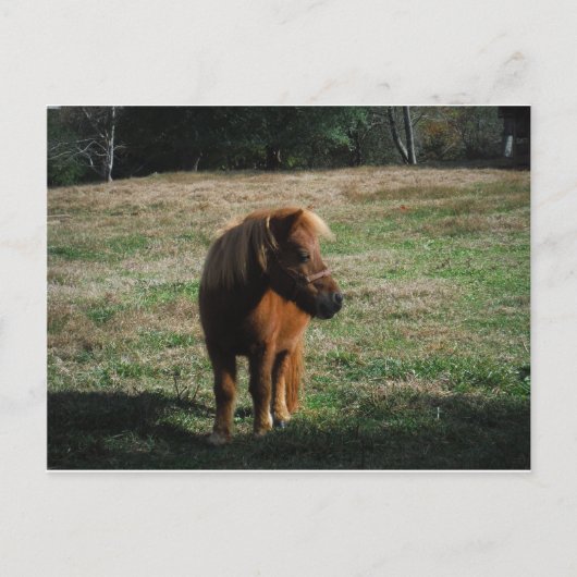 茶色のミニチュアウマ ポストカード (正面)