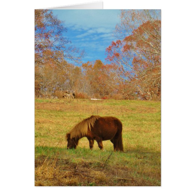 茶色のミニチュアポニー (正面)