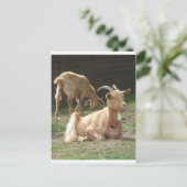 茶色のヤギ ポストカード (スタンド正面)