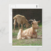 茶色のヤギ ポストカード (正面/裏面)