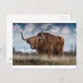 茶色のヤクの緑と茶色の草原 ポストカード (正面/裏面)