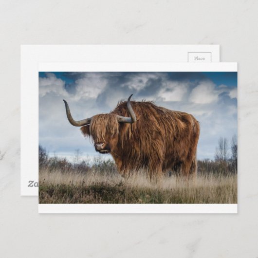 茶色のヤクの緑と茶色の草原 ポストカード (正面/裏面)