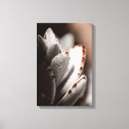 茶色の先端を持つセージ緑色の多肉植物 キャンバスプリント