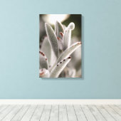 茶色の先端を持つセージ緑色の多肉植物 キャンバスプリント (インサイチュ (ウッドフロア))