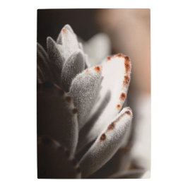 茶色の先端を持つセージ緑色の多肉植物 メタルプリント