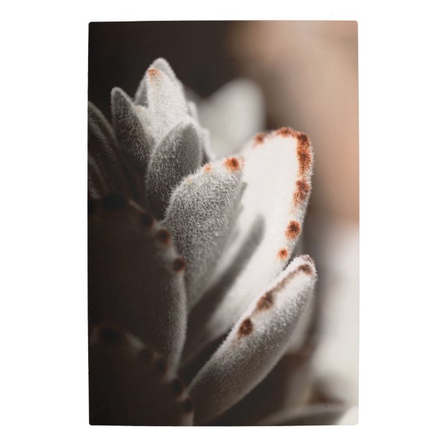 茶色の先端を持つセージ緑色の多肉植物 メタルプリント (正面)