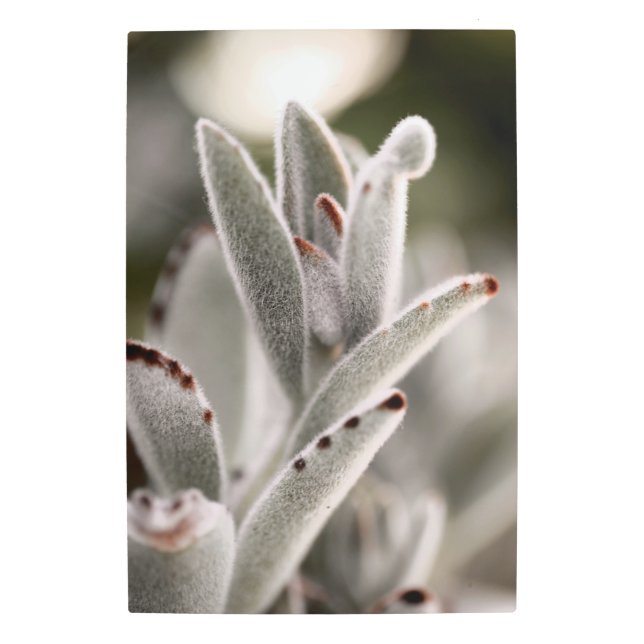 茶色の先端を持つセージ緑色の多肉植物 メタルプリント (正面)