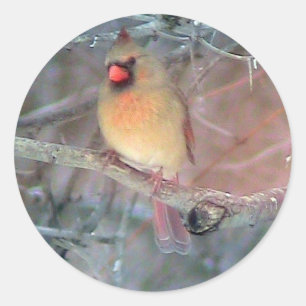茶色の女性の(鳥)ショウジョウコウカンチョウシール ラウンドシール