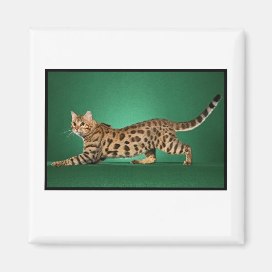 茶色の斑点のあるベンガル磁石 マグネット (正面)