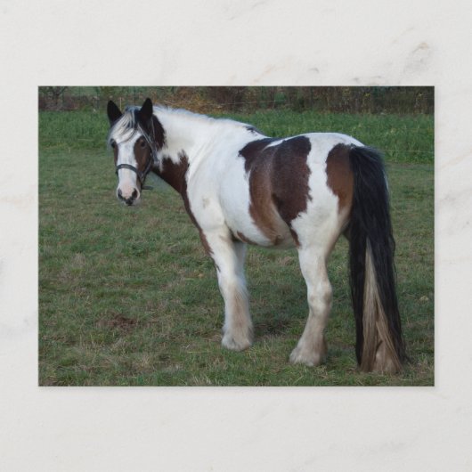 茶色の白馬 ポストカード (正面)