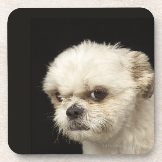 茶色の目との怒っている白いシーズー（犬） Tzu コースター (正面)