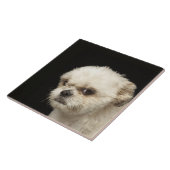 茶色の目との怒っている白いシーズー(犬) Tzu タイル (側面)