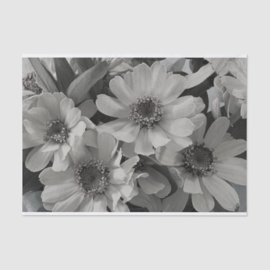 茶色の目のスーザン花 薄葉紙 (正面)