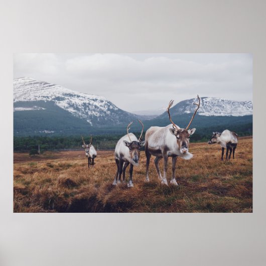 茶色の草花の上に茶色と黒の動物の群れ ポスター (正面)
