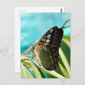 茶色の蝶の閉じた翼 ポストカード (正面/裏面)