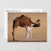 茶色の血縁性のマザーラクダと白ふくらはぎ ポストカード (正面/裏面)