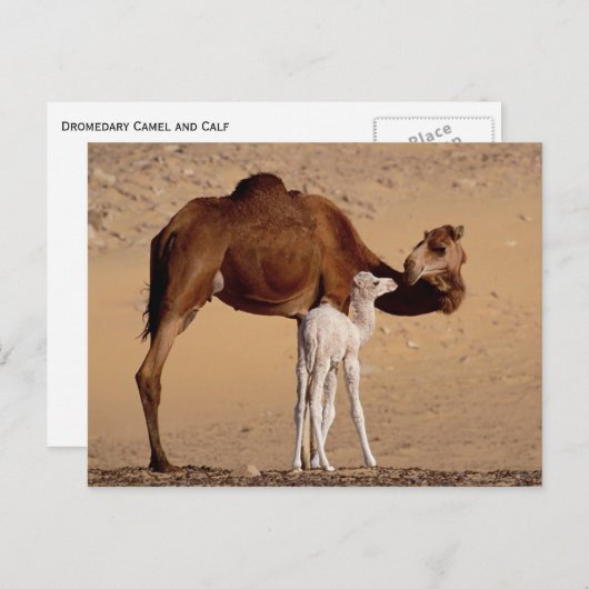 茶色の血縁性のマザーラクダと白ふくらはぎ ポストカード (正面/裏面)