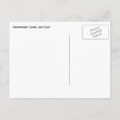 茶色の血縁性のマザーラクダと白ふくらはぎ ポストカード (裏面)