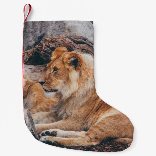 茶色の表面に横たわる獅子と雌獅子 スモールクリスマスストッキング (正面)