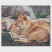 茶色の表面に横たわる獅子と雌獅子 ラッピングペーパー (フラット)