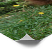 茶色の長毛ミニチュアダックスシュント ポスター (角)